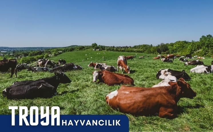TROYA Hayvanclık San. Tic. Ltd. Şti.