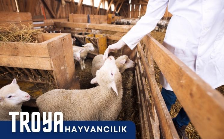TROYA Hayvanclık San. Tic. Ltd. Şti.