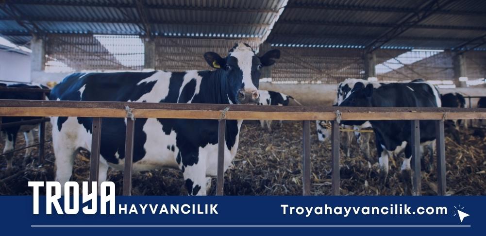 TROYA Hayvanclık San. Tic. Ltd. Şti.